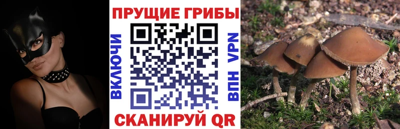 Псилоцибиновые грибы прущие грибы  купить   Спас-Клепики 